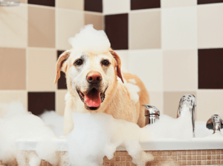 chien bain